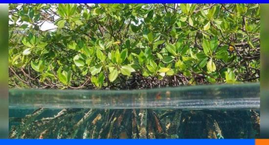 කඩොලාන පරිසර පද්ධති සුරැකීමේ දිනය අදයි...